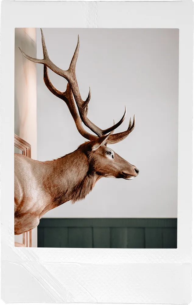 a picture of a deer with antlers on it's head mounted to the wall